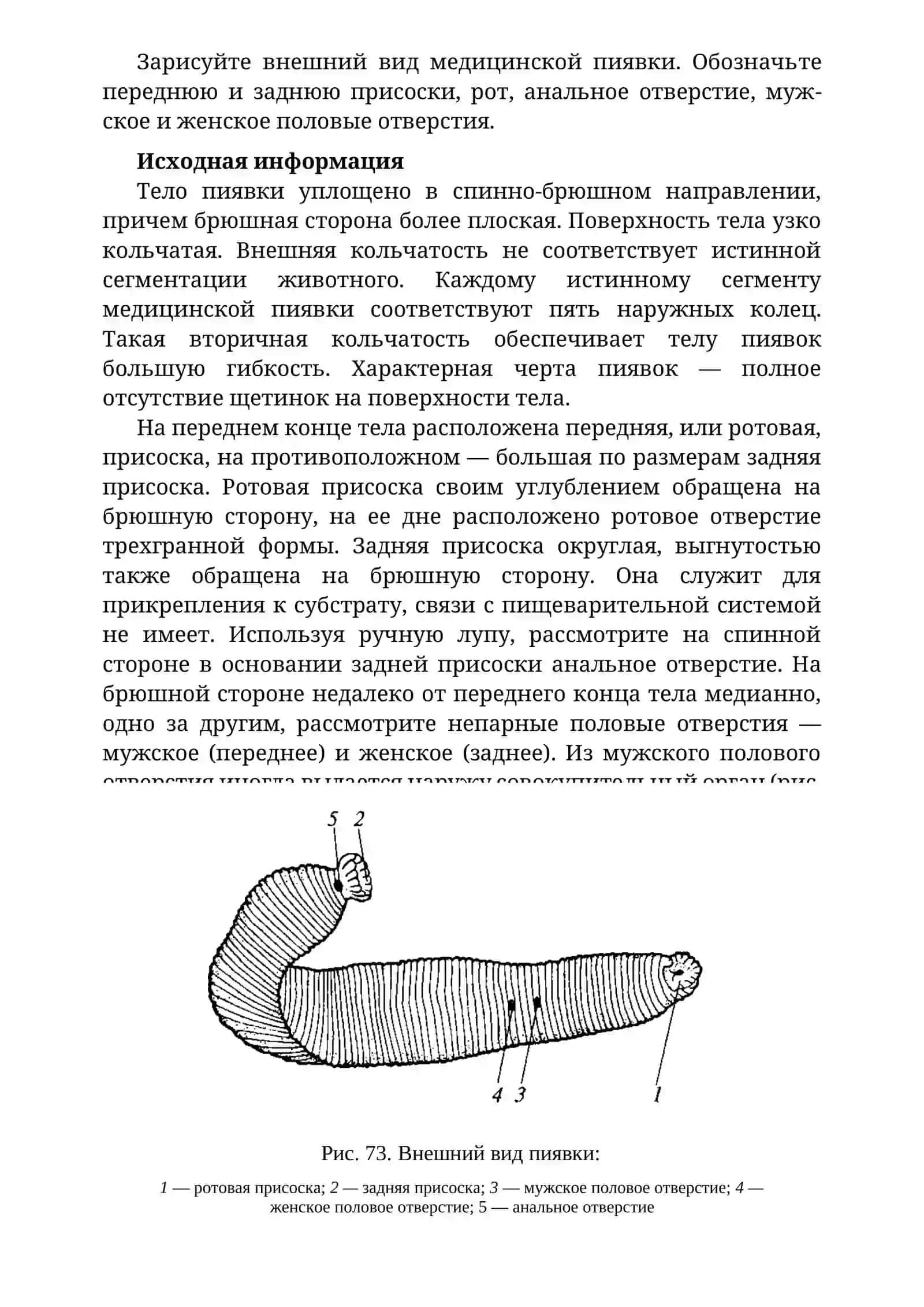 ОСОБЕННОСТИ СТРОЕНИЯ ПИЯВОК 2