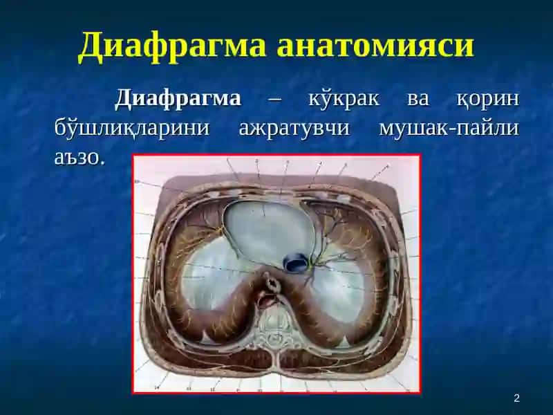 Диафрагма ва кўкс оралиғи касалликлари 2