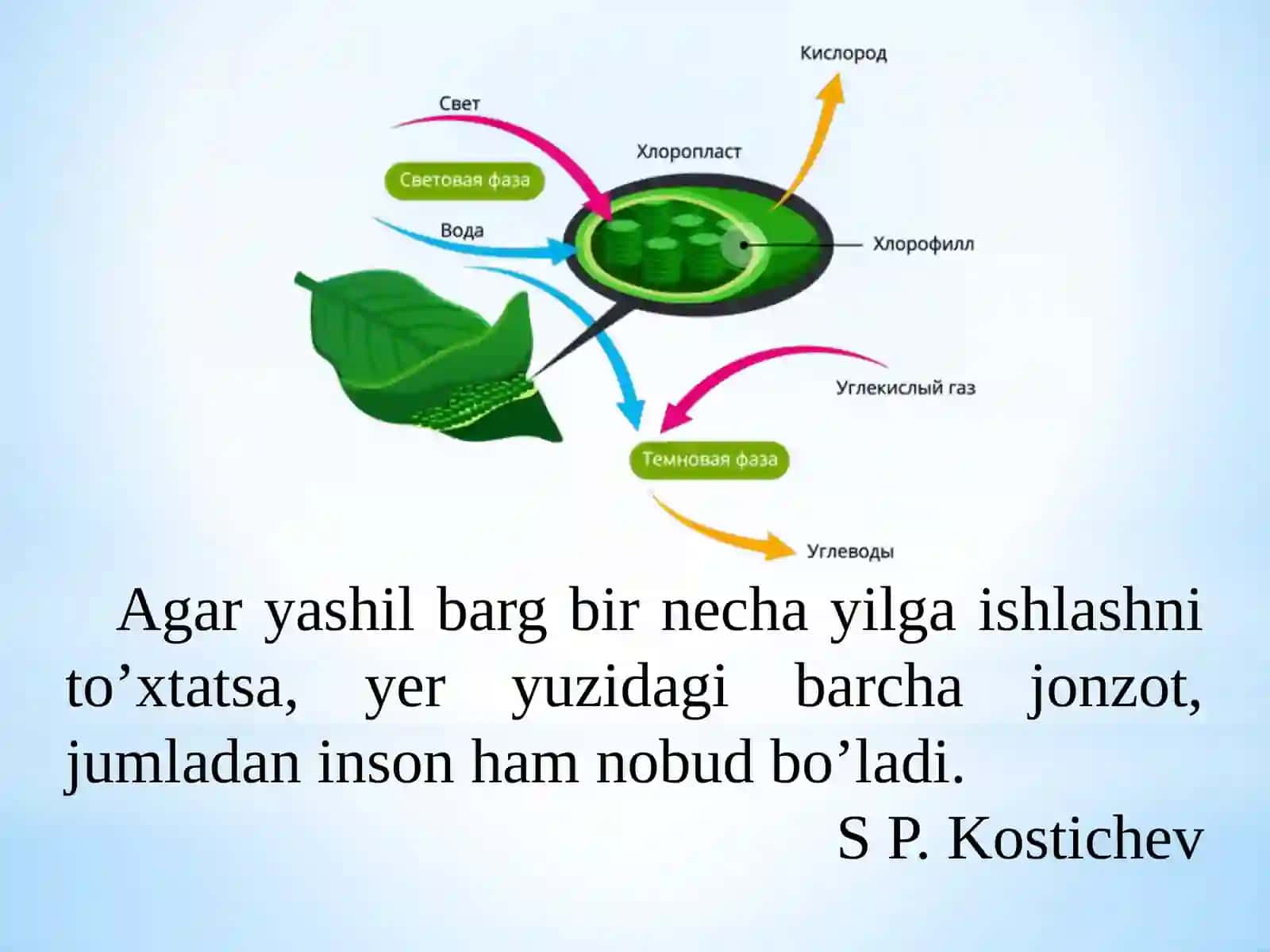 O’simliklarfiziologiyasi 2