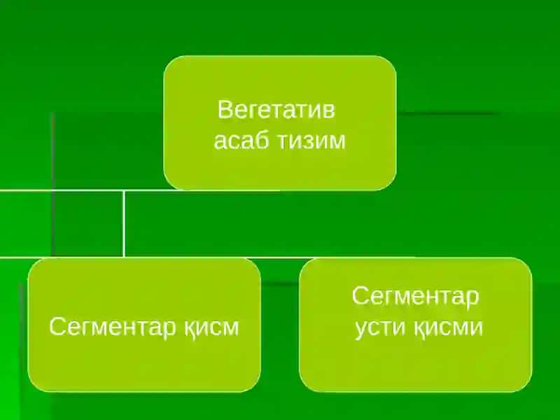 ВЕГЕТАТИВ АСАБ ТИЗИМ 2