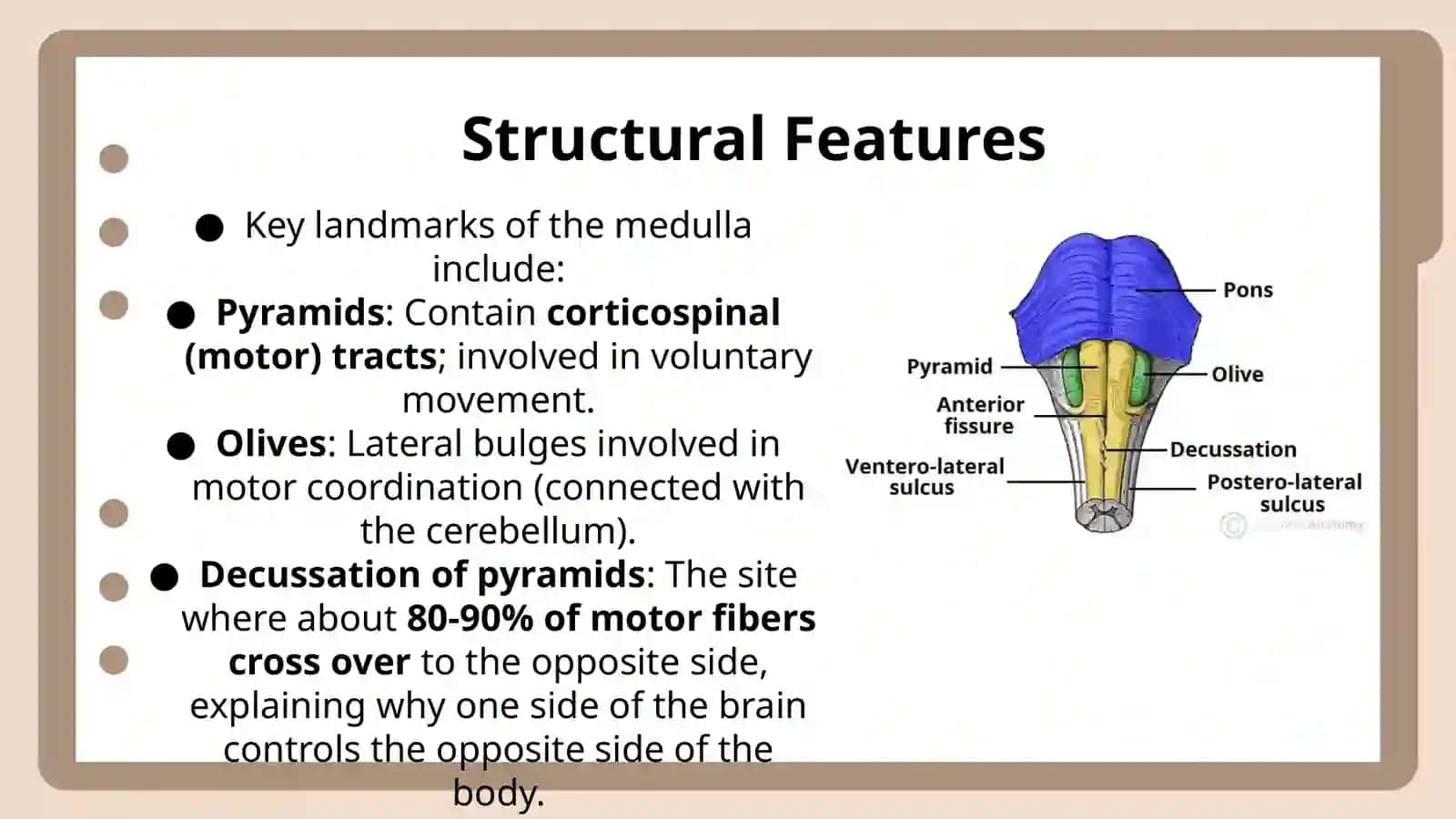 Medulla Oblongata 2