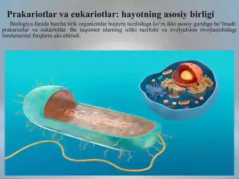 Prakariot hujayralarning umumiy tuzilishi 2