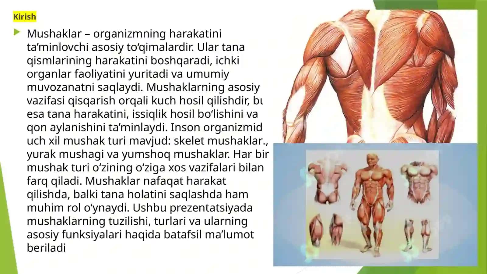 Mushaklar 2