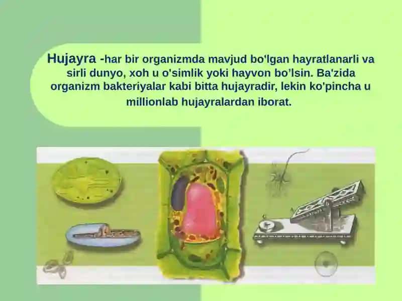 Hujayra Nazariyasi 2