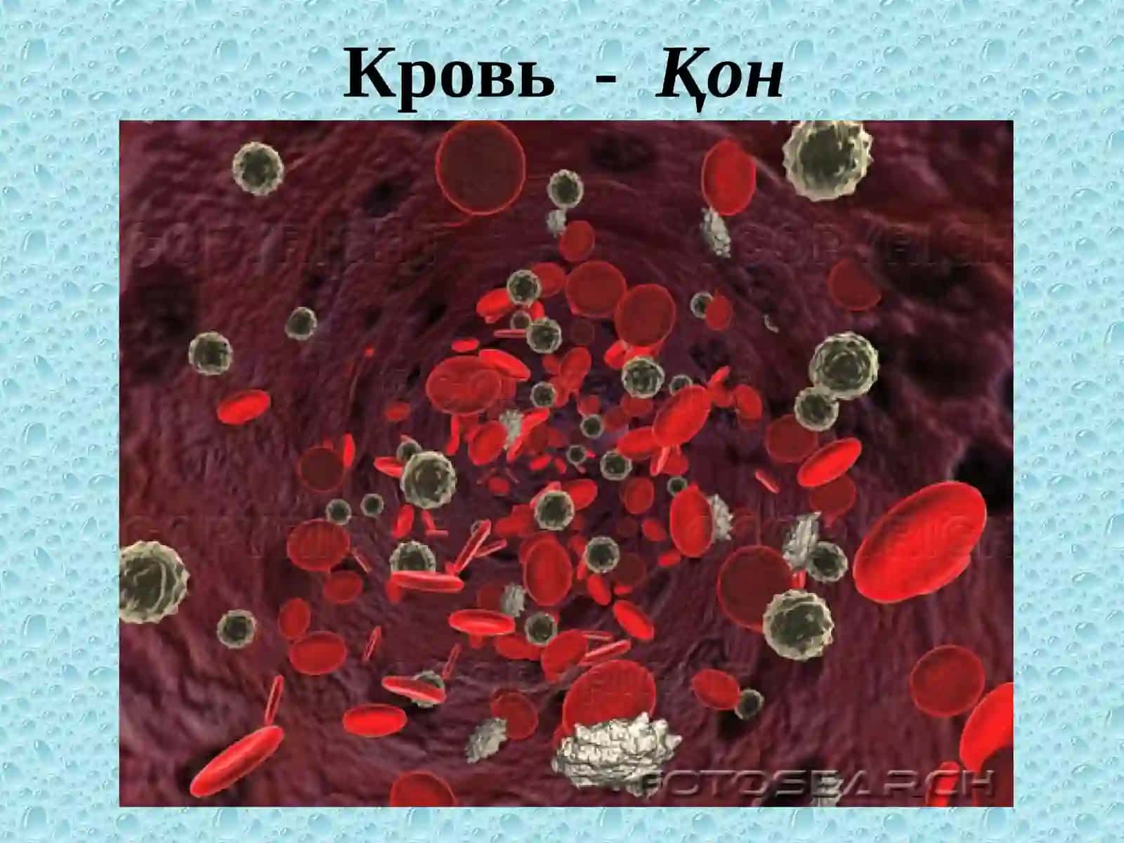 Морфология клеток лейкоцитарного ряда 2