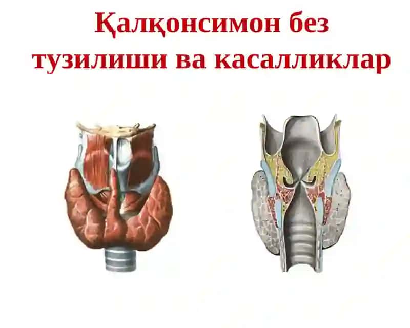 Қалқонсимон безтузилиши ва касалликлар 2