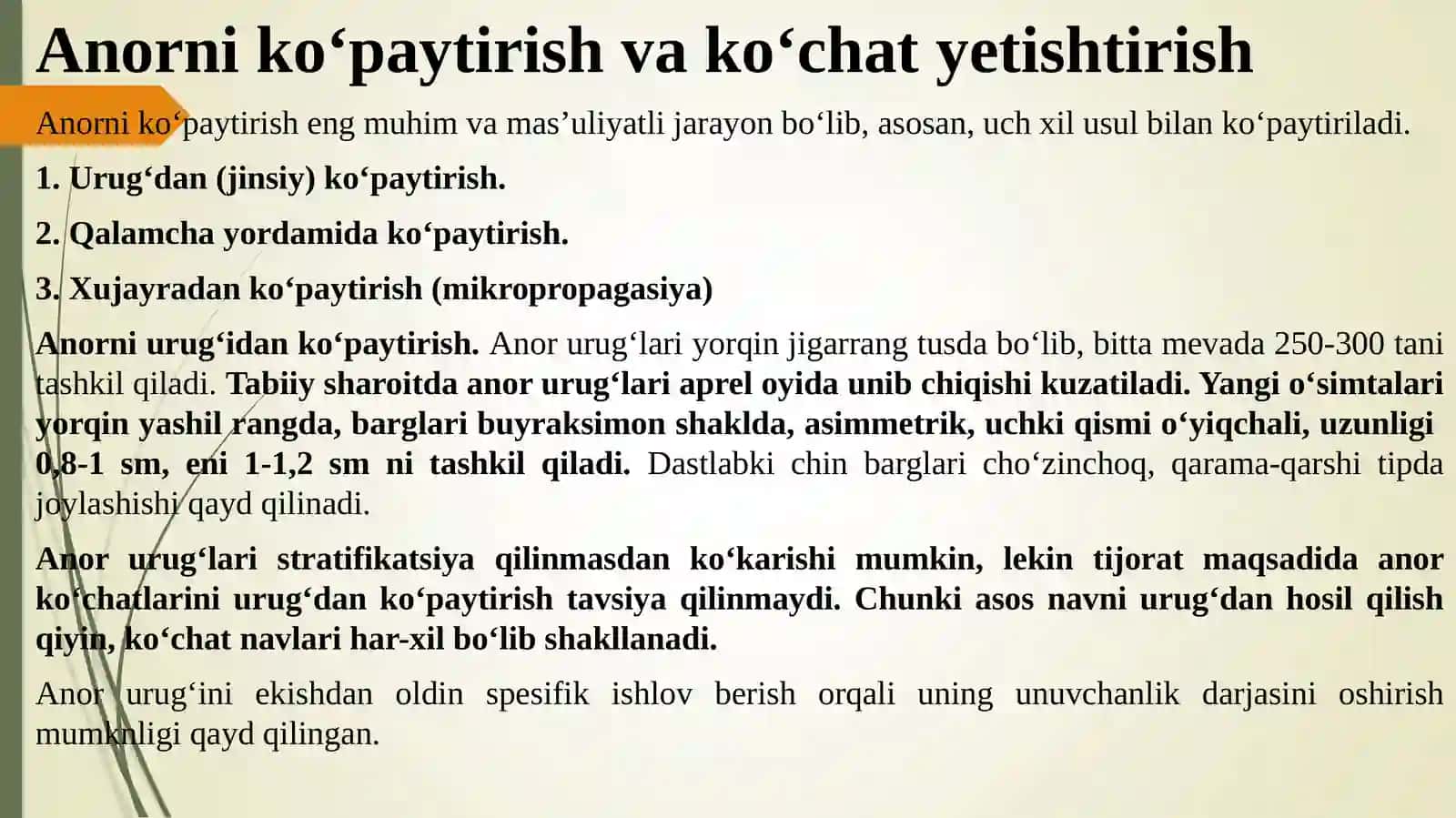 Anorni ko‘paytirish va ko‘chat yetishtirish 2