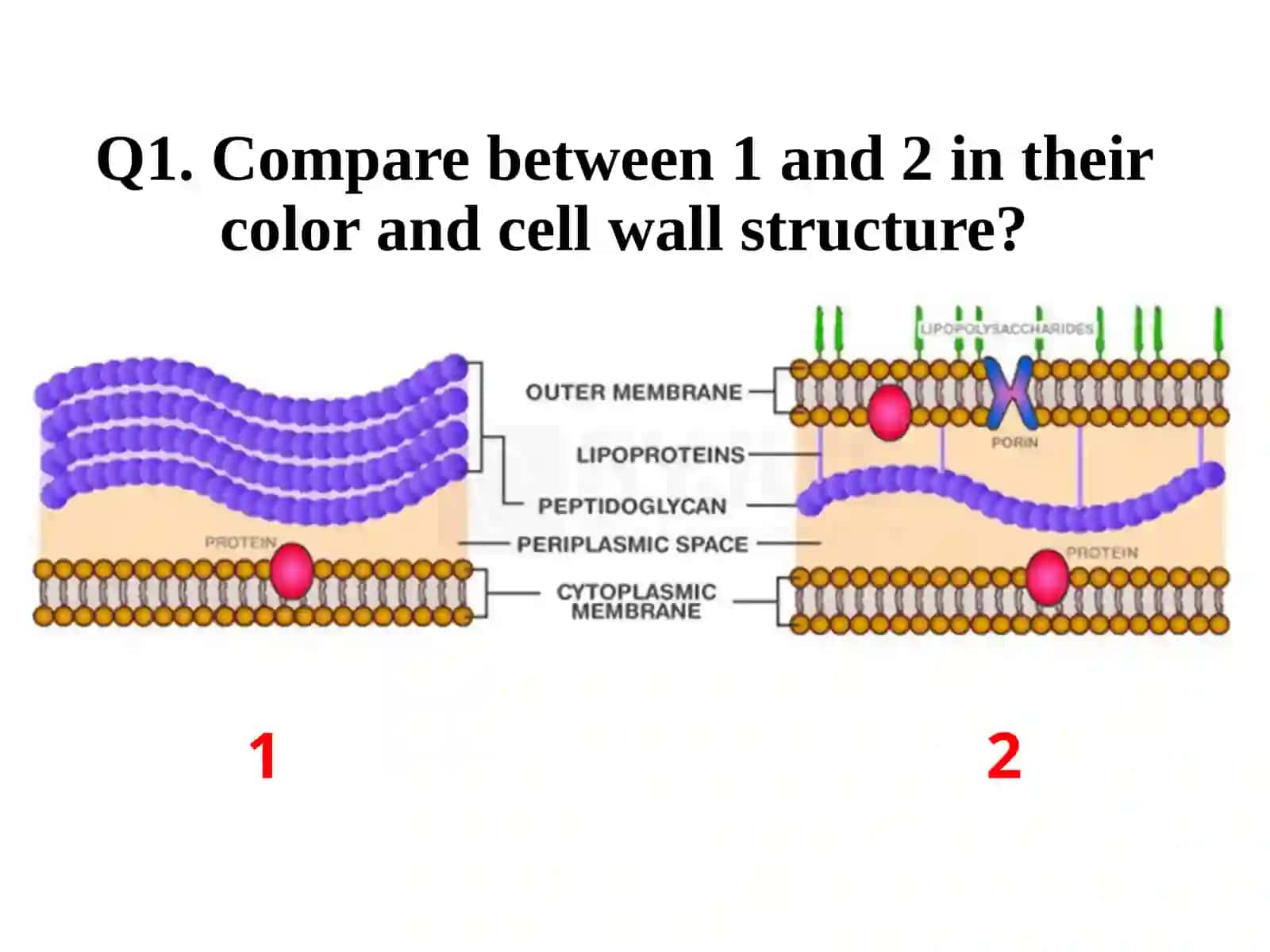 Medical Biology 2