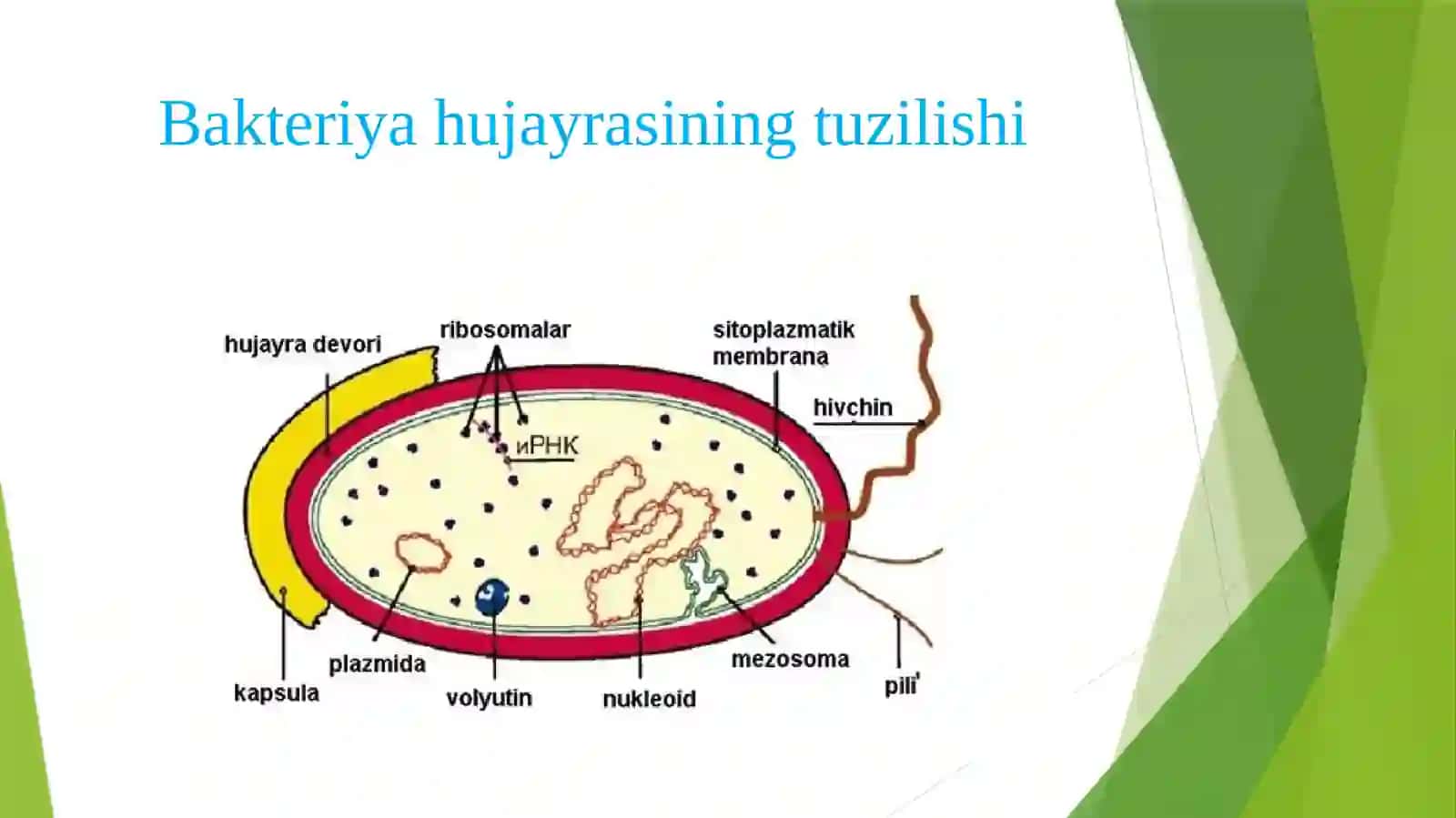Bakteriyahujayrasining tuzilishi 2