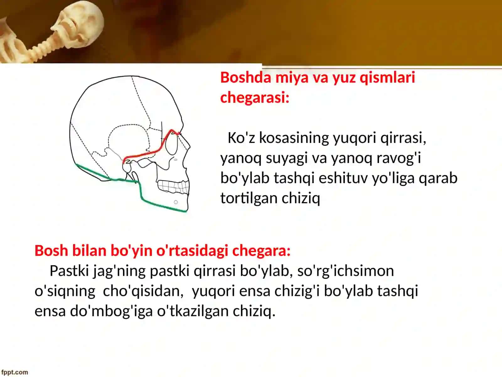 Yuzning yon sohalar klinika anatomiyasi 2