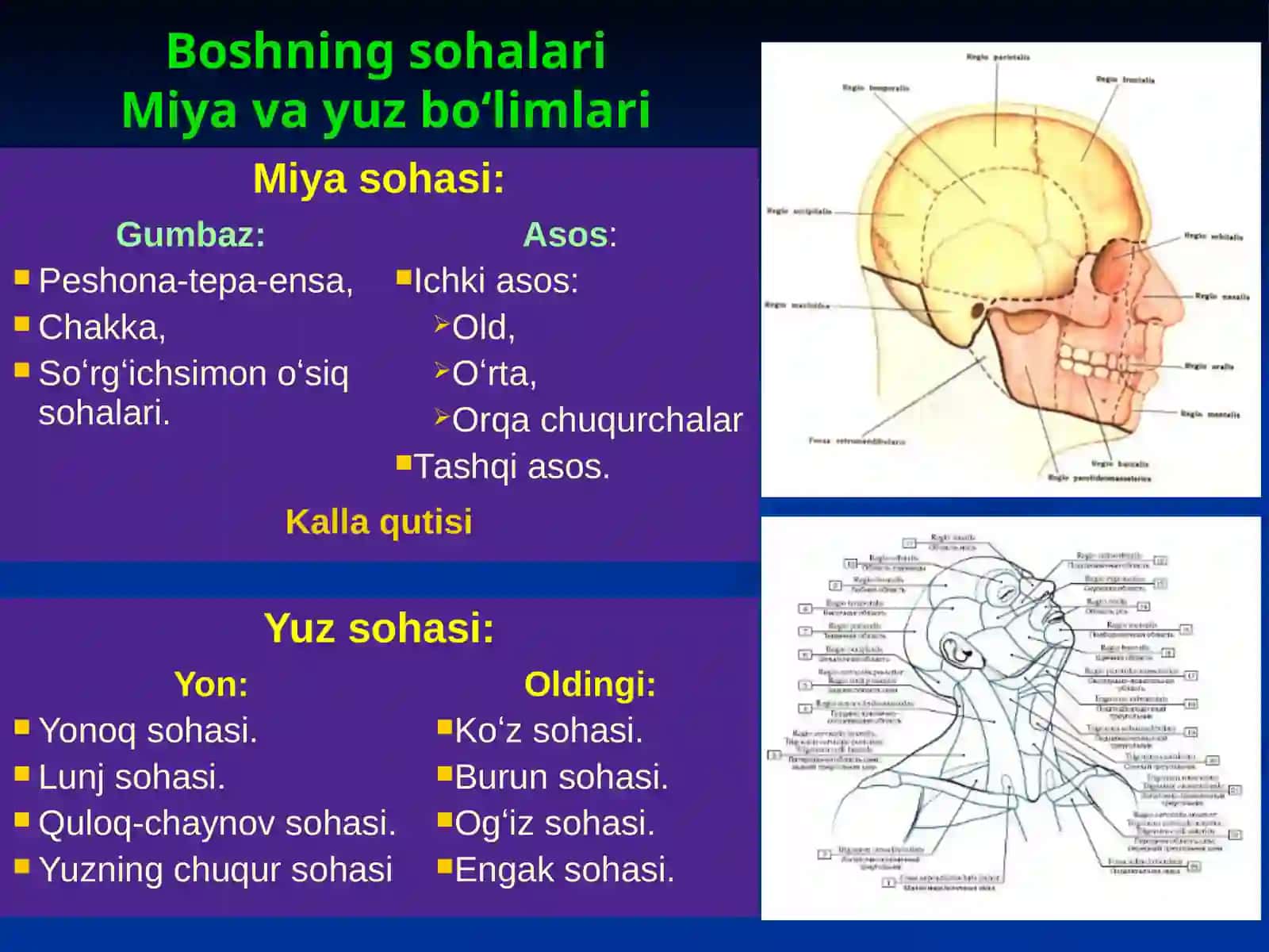 Bosh sohasining topografik anatomiyasi va operativ xirurgiyasi 2