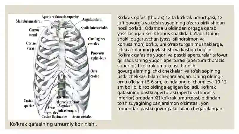 Ko'krak qafasinings uyaklari 2