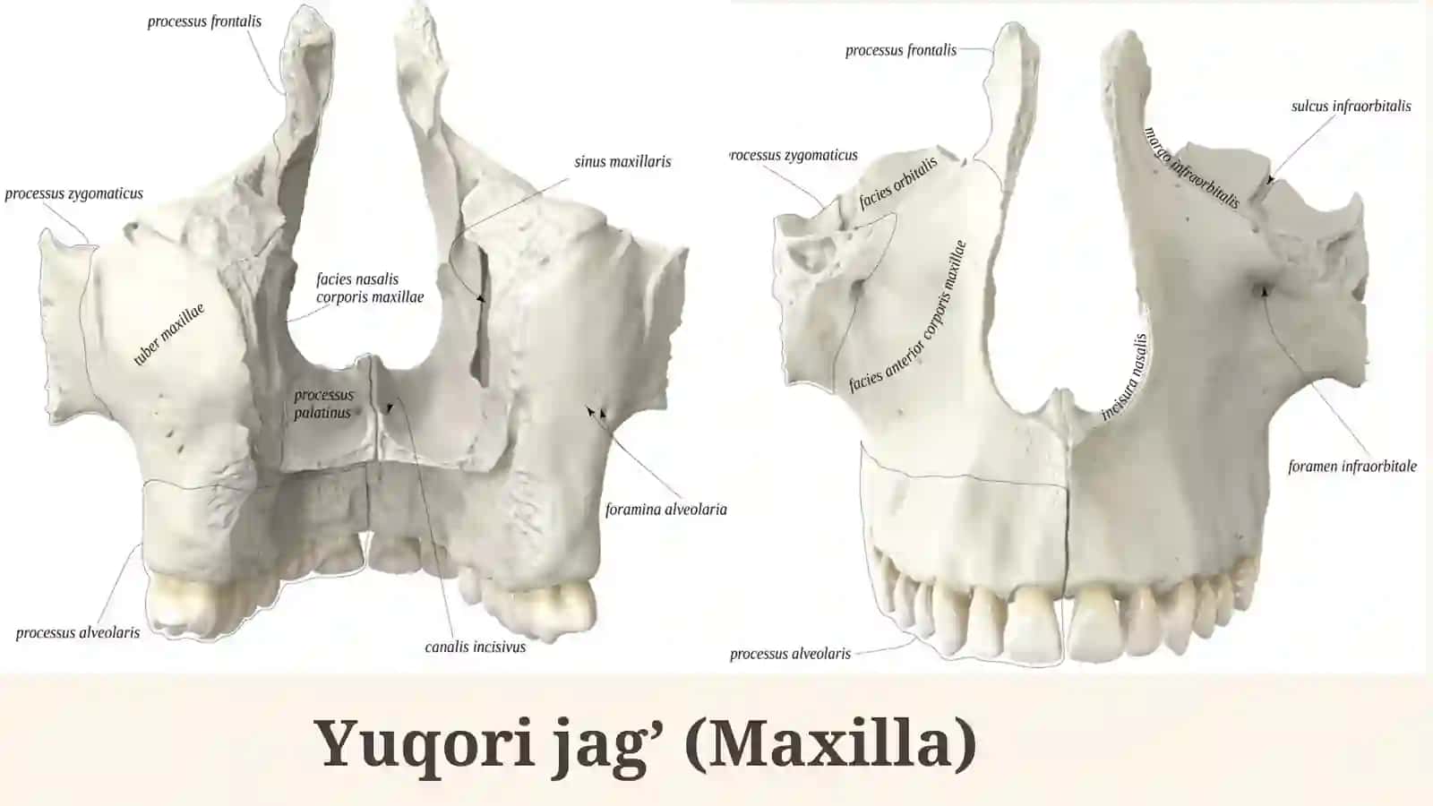 Chakka, Yuqori va pastki jag’ natomiyasi 2
