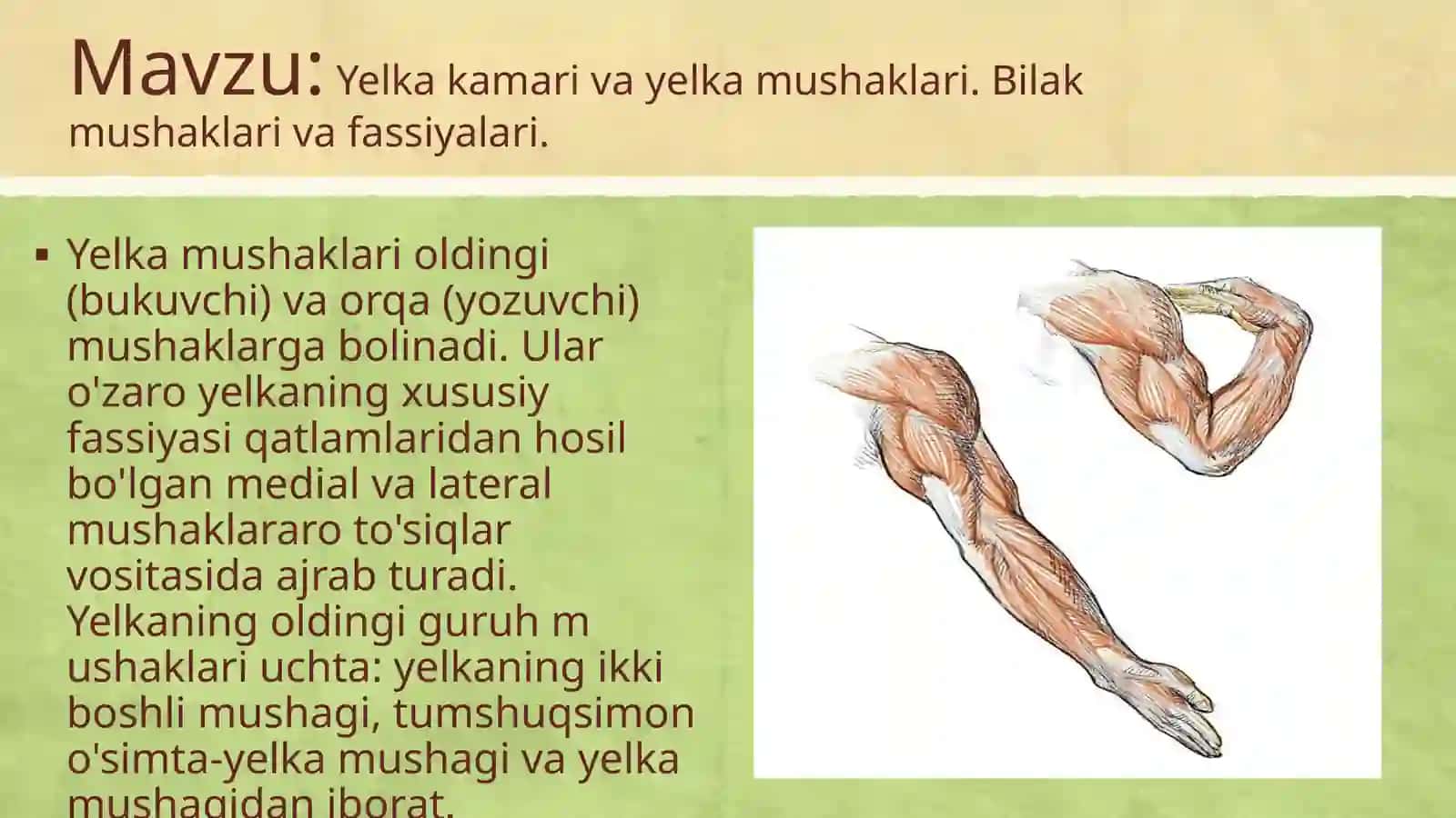 Yelka kamarlari va yelka mushaklari 2