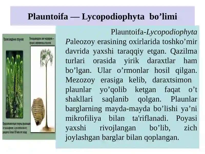 Plauntoifa — Lycopodiophyta o’simliklar bo’limi 2