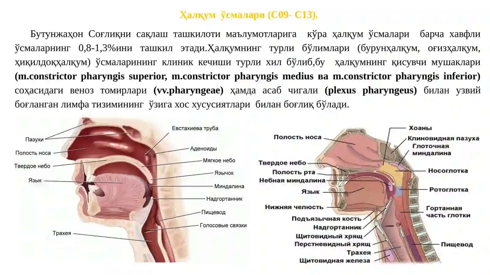 БУРУНҲАЛҚУМРАКИ 2