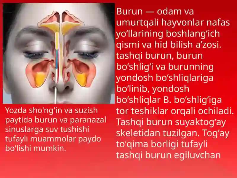 Nafas olish tizimasi 2