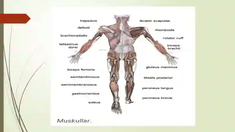 Muskul qisqarish apparati oqsillari 2