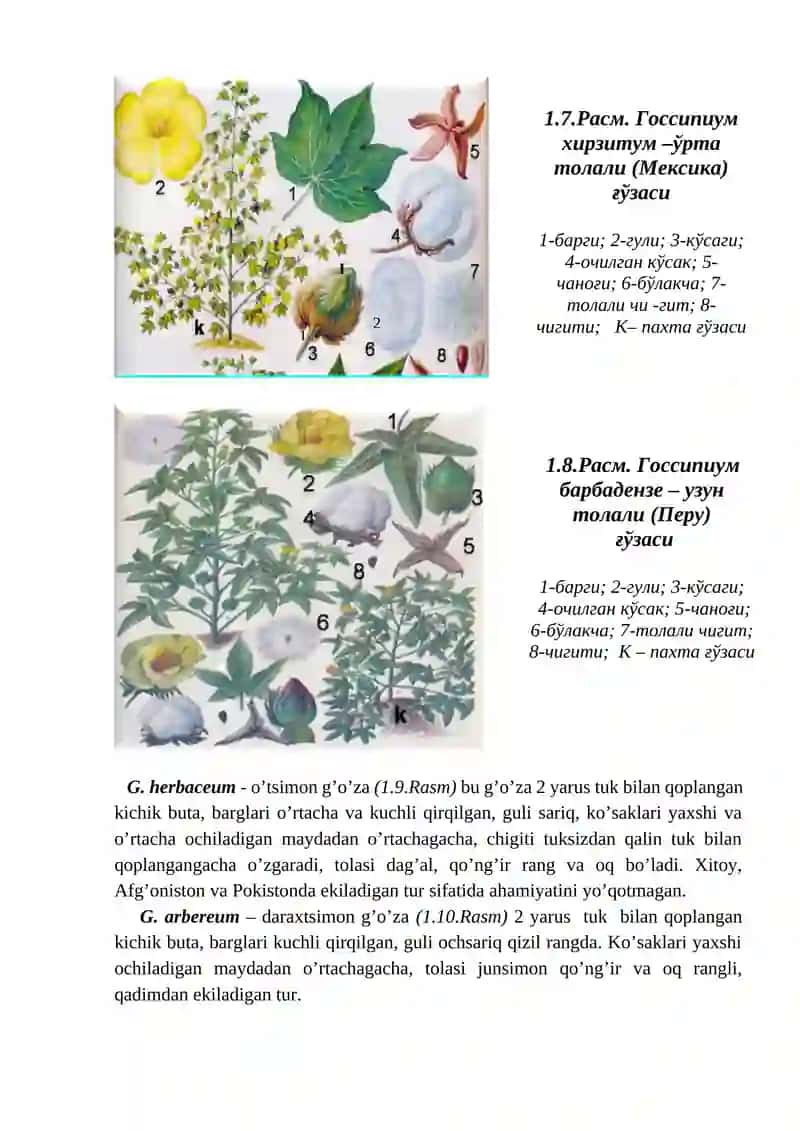 G'o'za biologiyasi 2