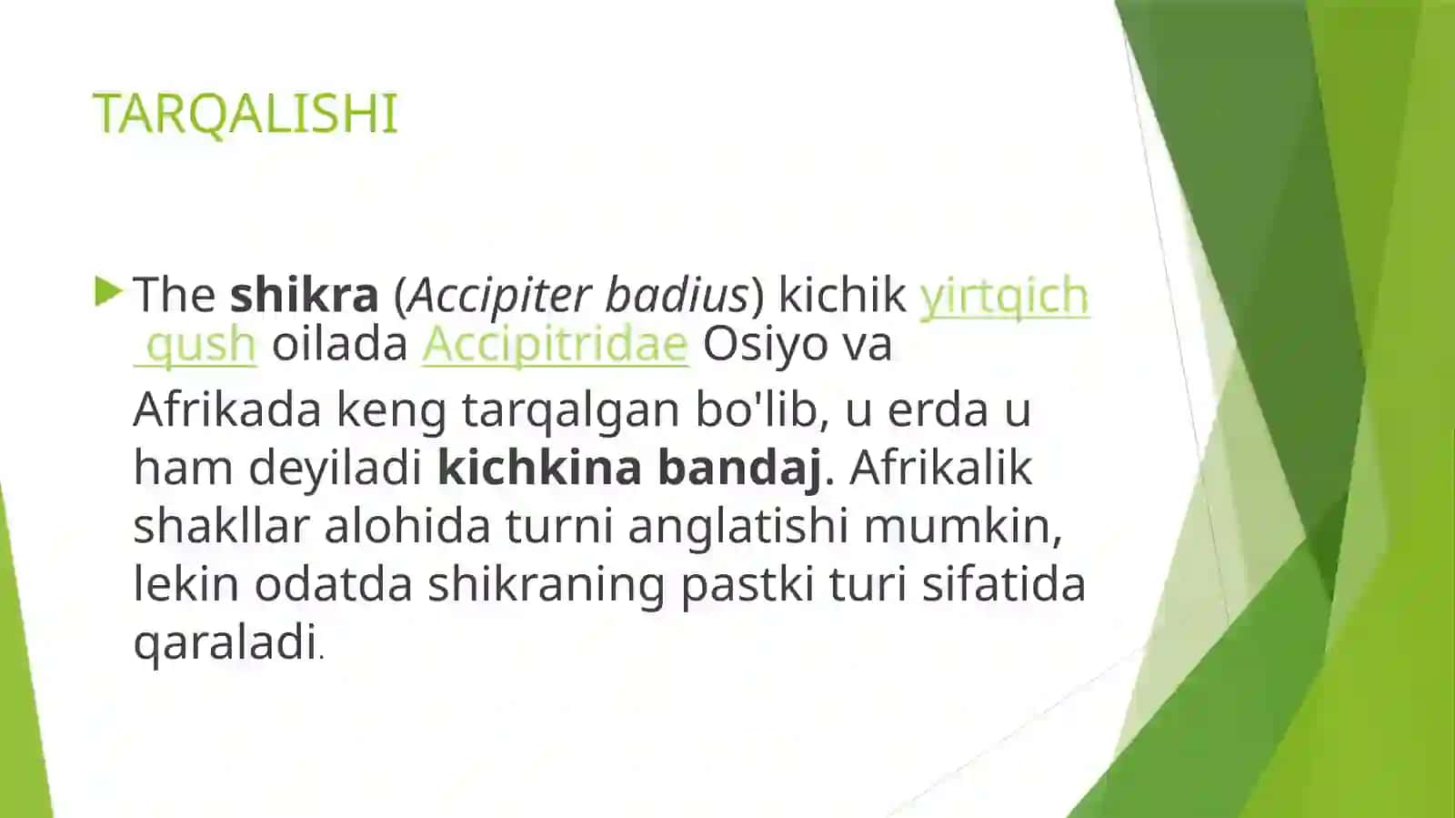 Theshikra (Accipiter badius) 2