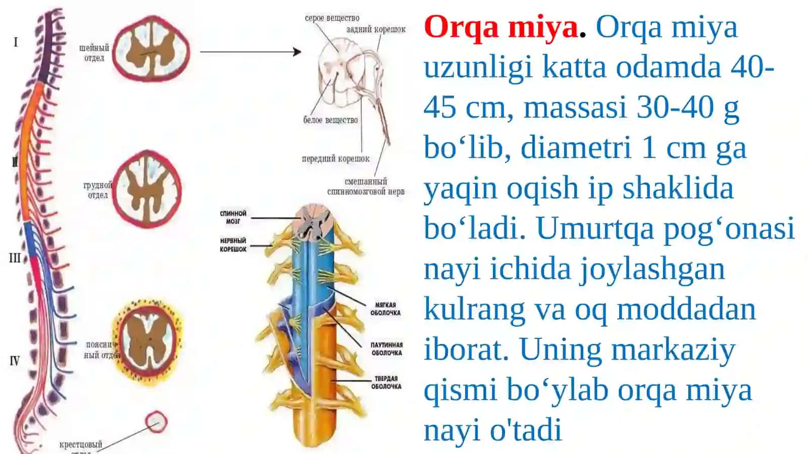 Orqamiyaningtuzilishivafunksiyasi 2