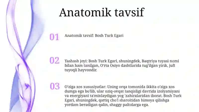 Bosh Turk Egari 2