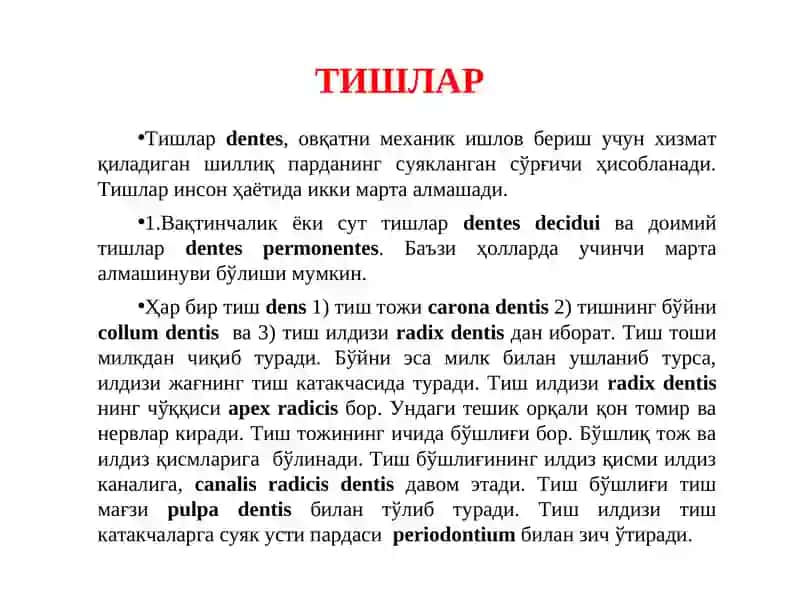 Tishlar tuzilishi 2