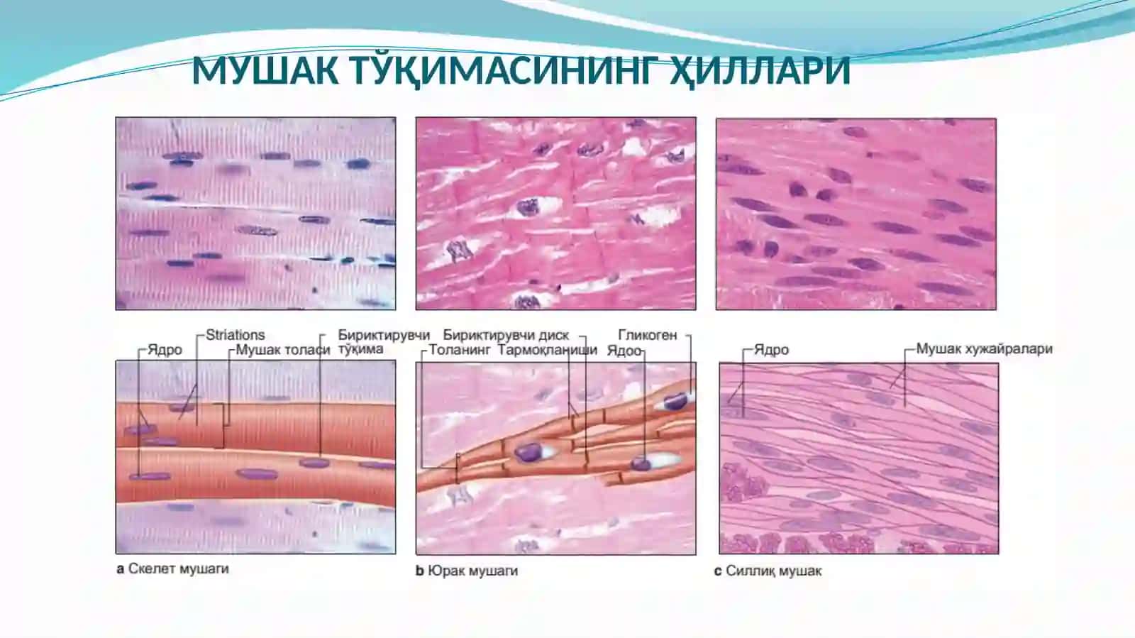 Mushak tўqimasi tuzilishi 2