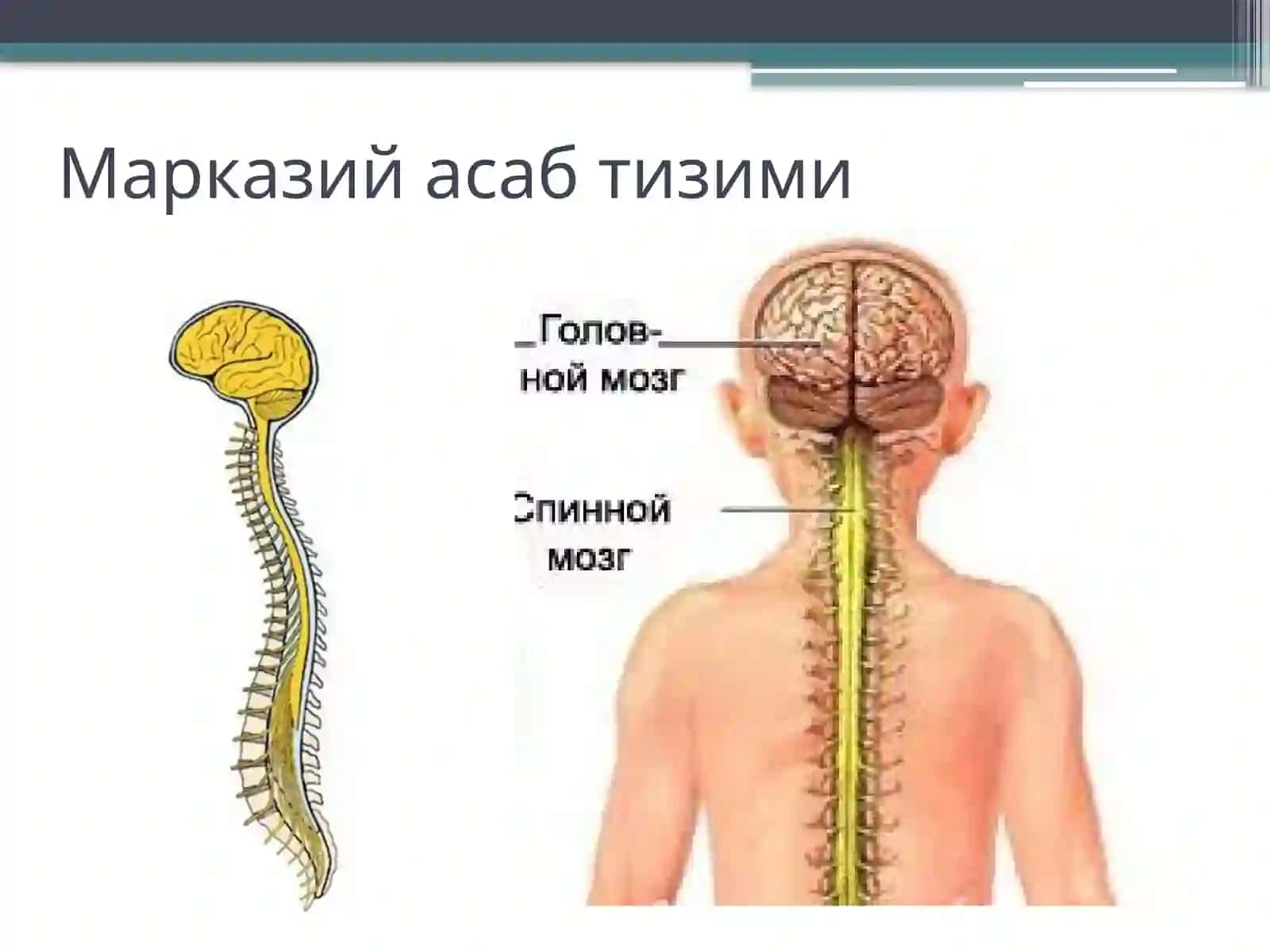 Марказий асаб тизими физиологияси 2