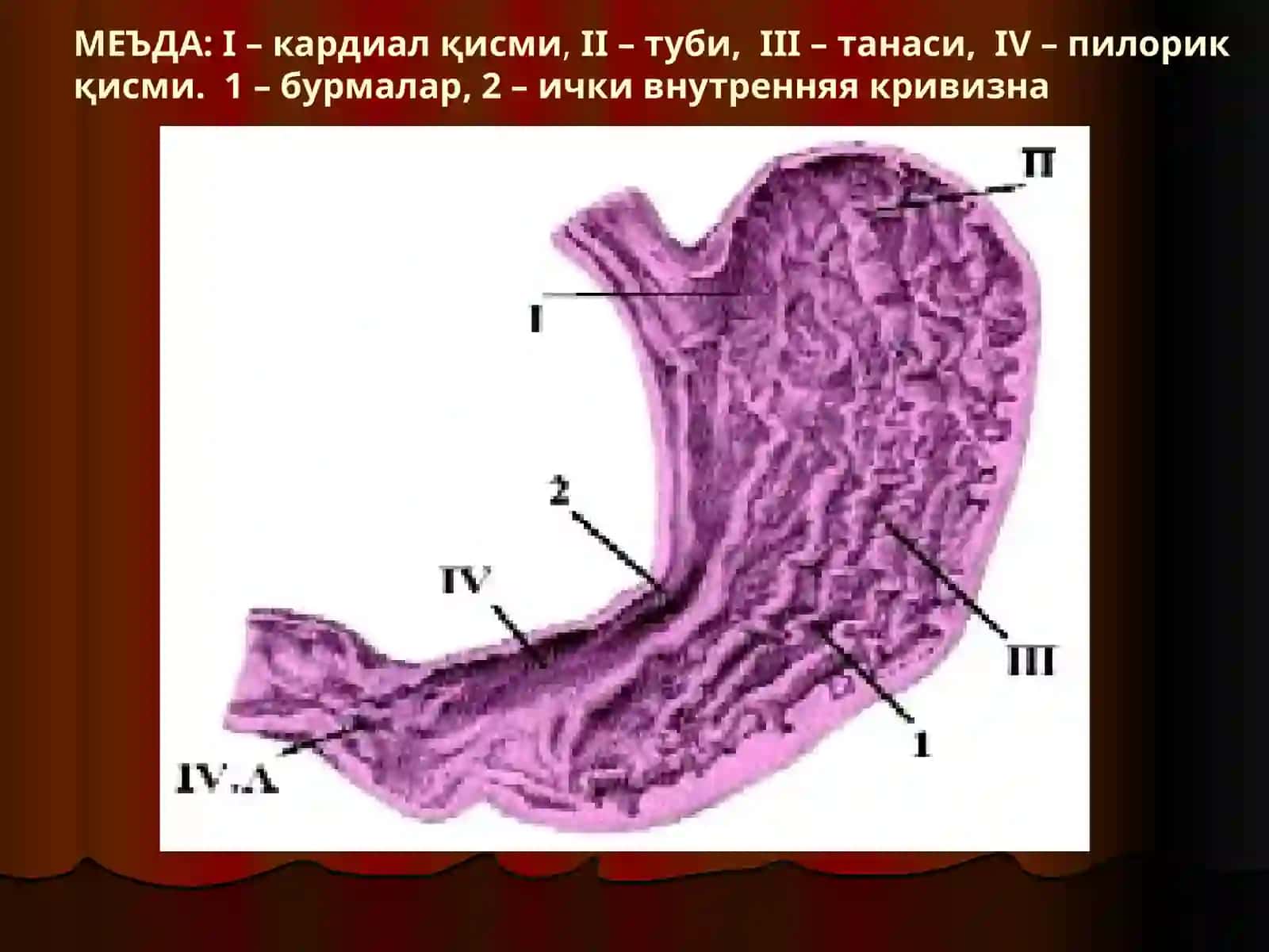 Овқат ҳазм қилиш системаси 2
