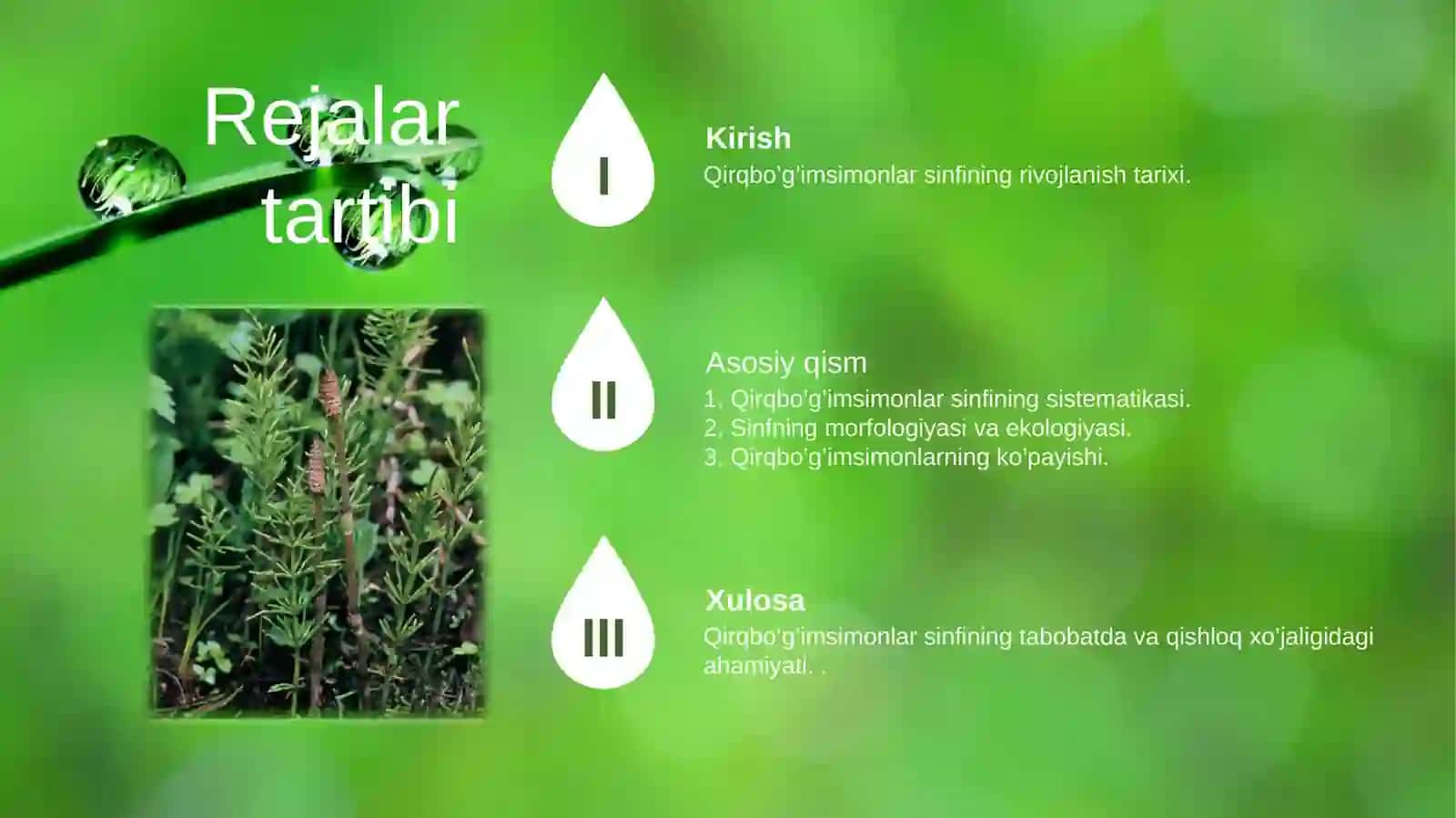 Qirqbo’g’imsimonlar sinfi 2