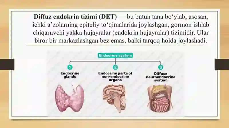 Diffuzendokrin tizim 2