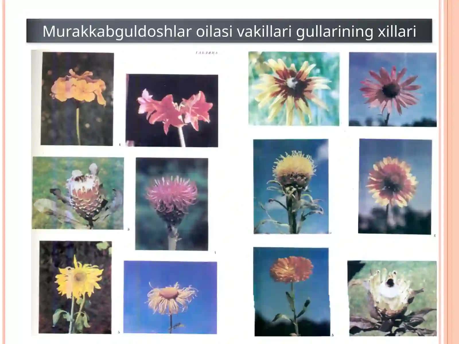 Murakkabguldoshlar oilasi 2