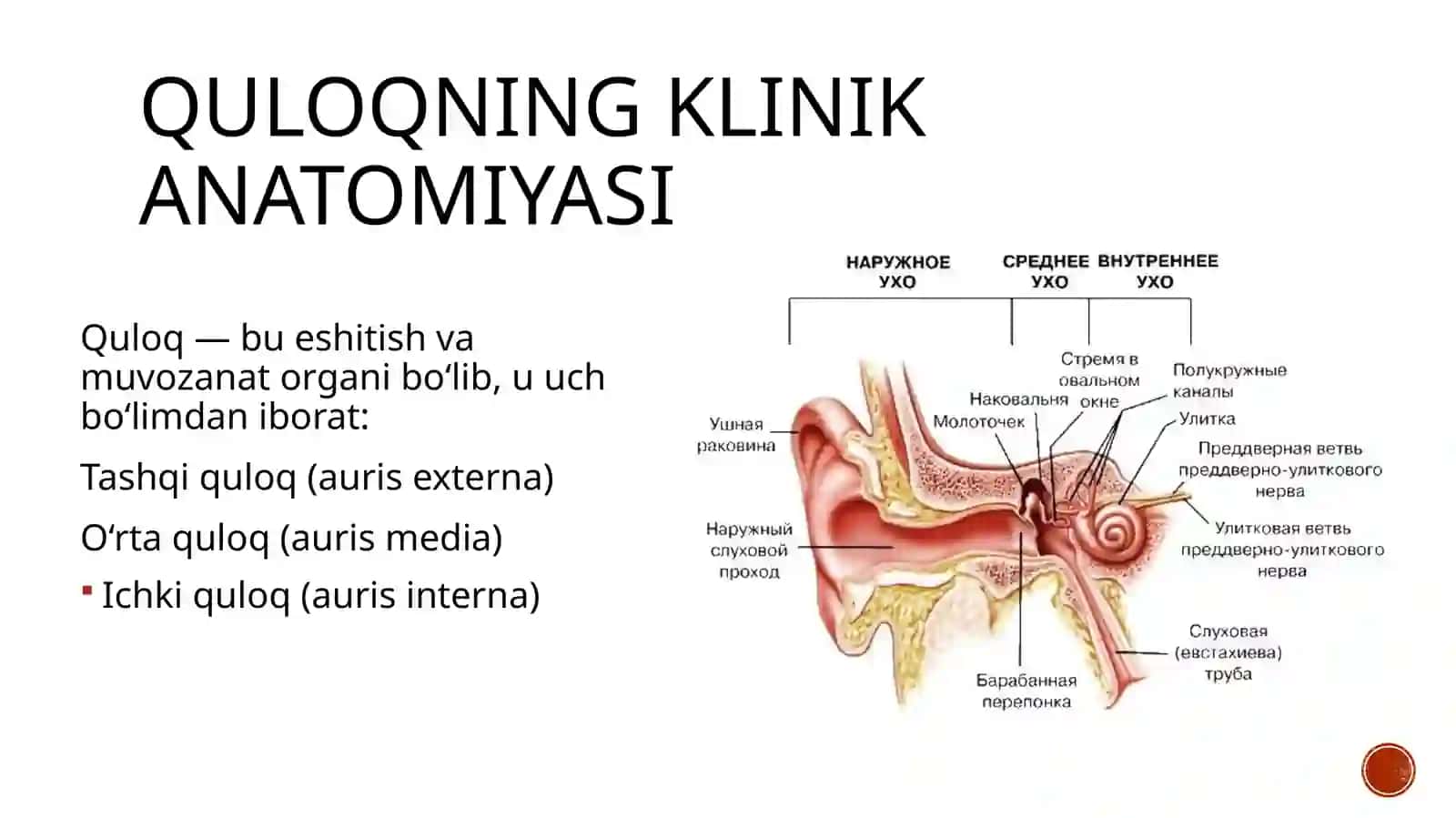 Quloqning klinik anatomiyasi, fiziologiyasi va tekshirish usullari 2