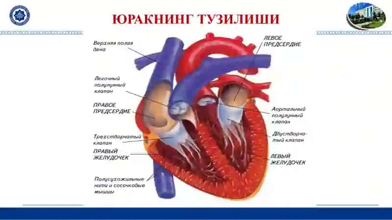 ЮРАКНИНГ ТУЗИЛИШИ 2