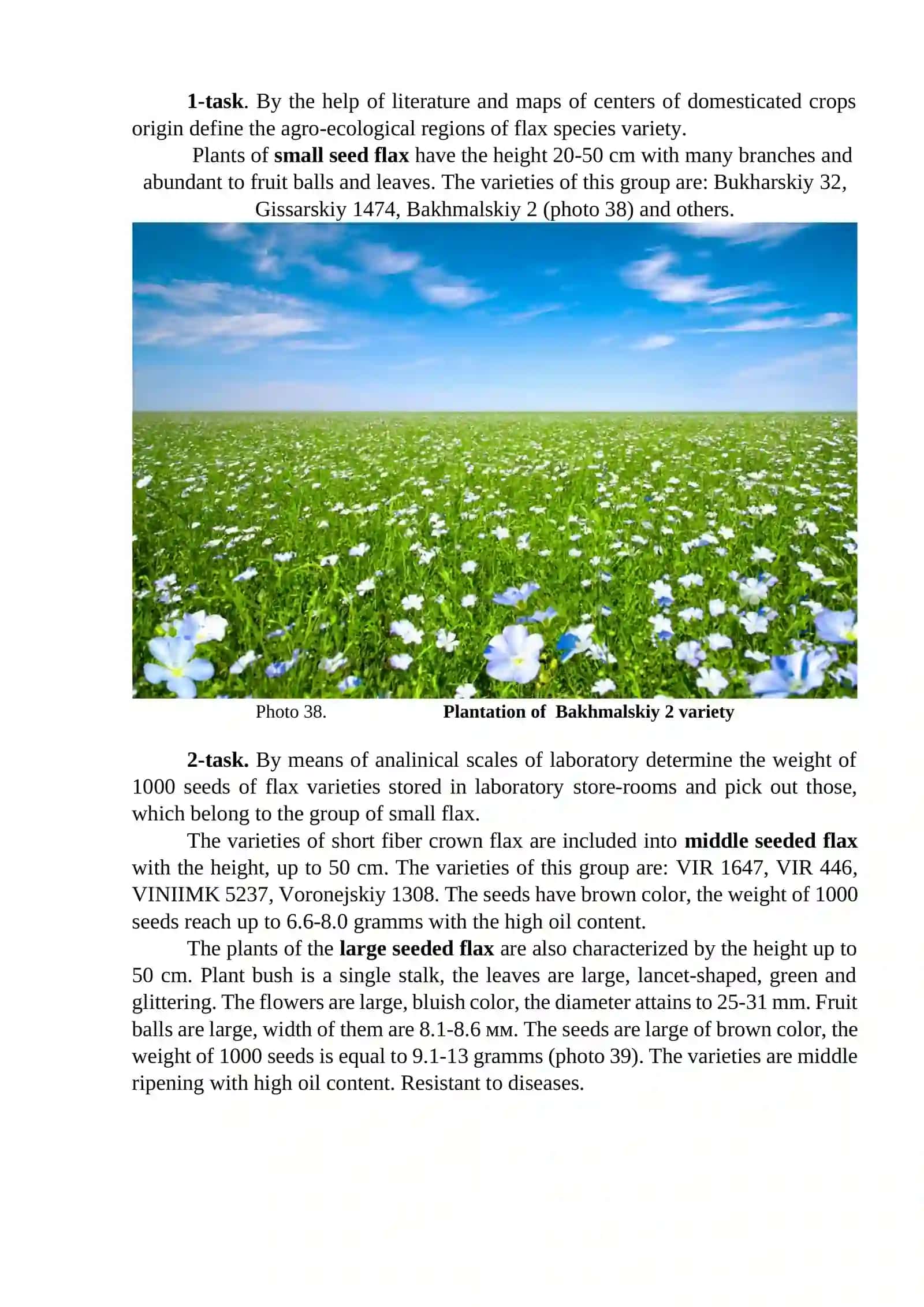 Oil flax 2