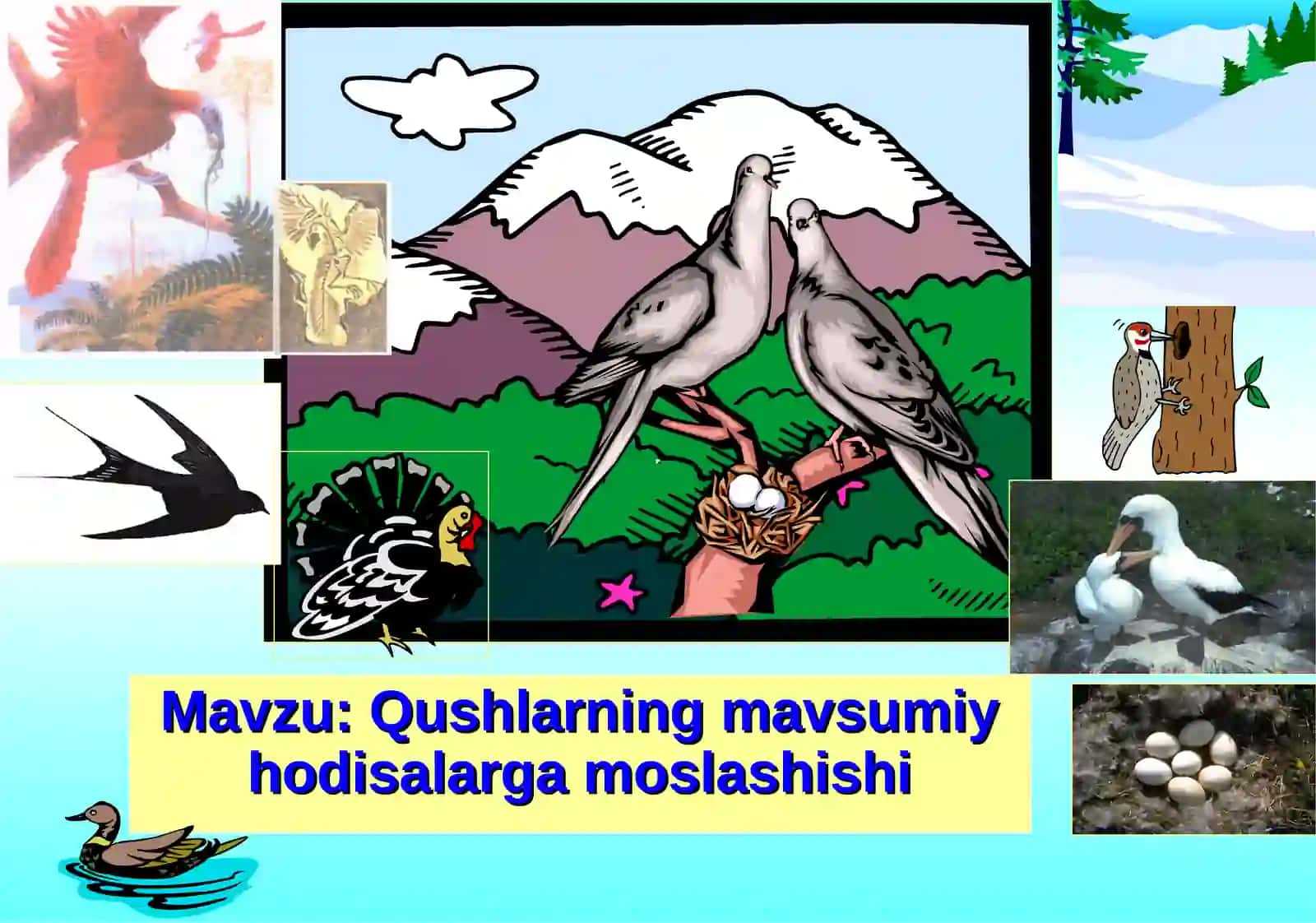 Qushlarning mavsumiy hodisalarga moslashishi 2