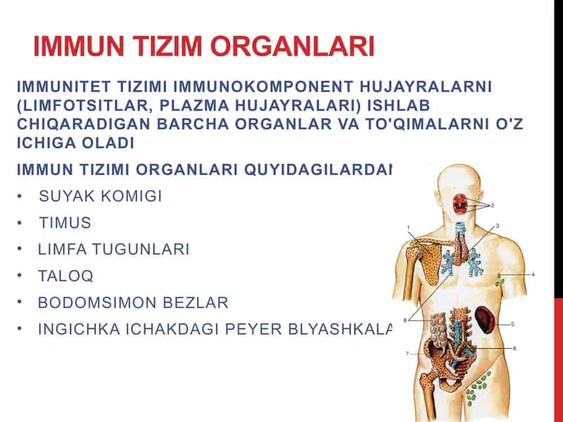 Immun tizimi organlari 2
