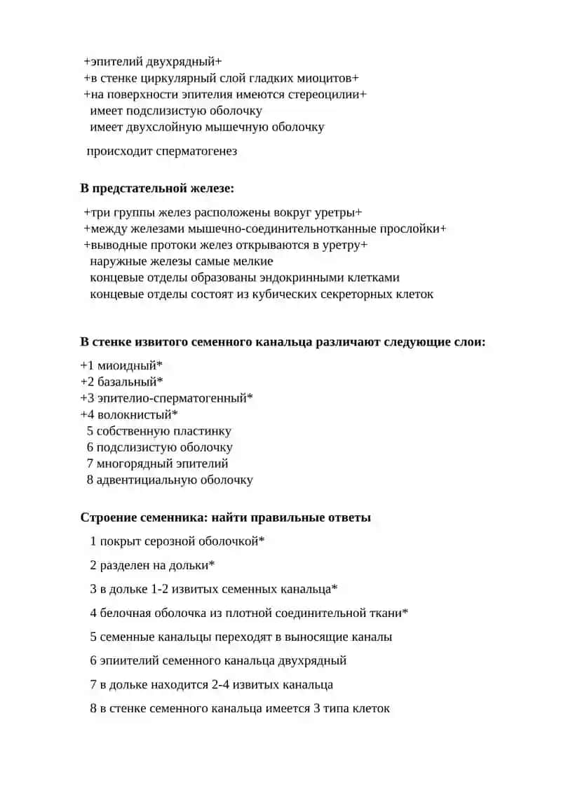 Мужская половая система 2
