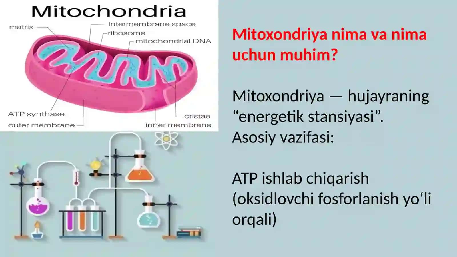 mitoxondrial kasalliklar. Gipoenergetik holatlar 2