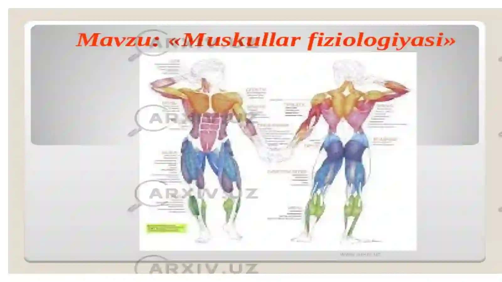 Mushaklar to'g'risida umumiy ma'lumotlar 2