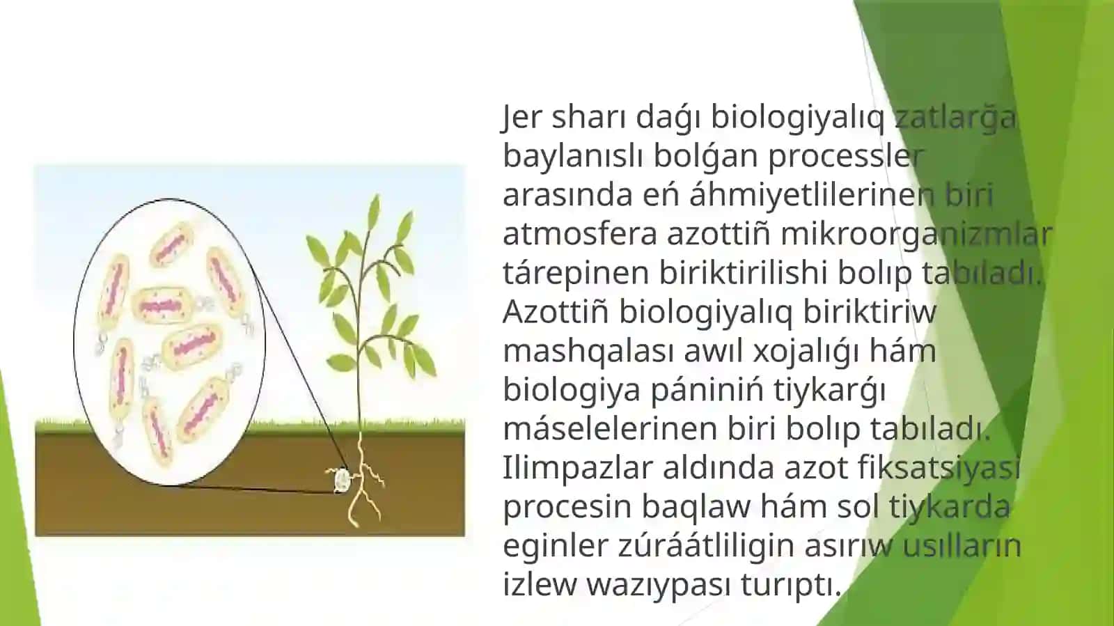 Azotõzlestiriwshi bakteriyalar 2