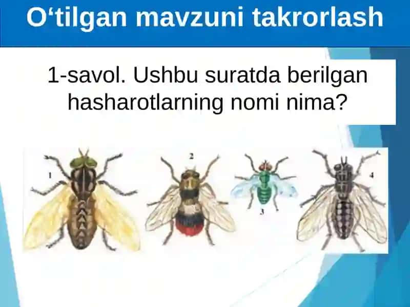 Hasharotlarning kelib chiqishi va ahamiyati 2