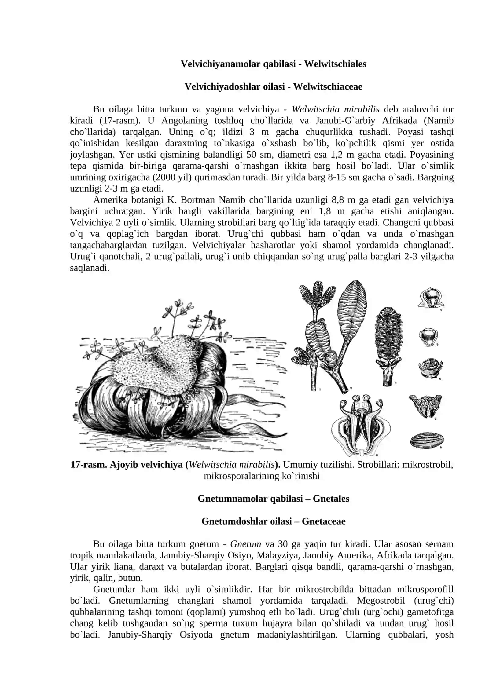 Gnetumsimonlar ajdodi - Gnetopsida 2
