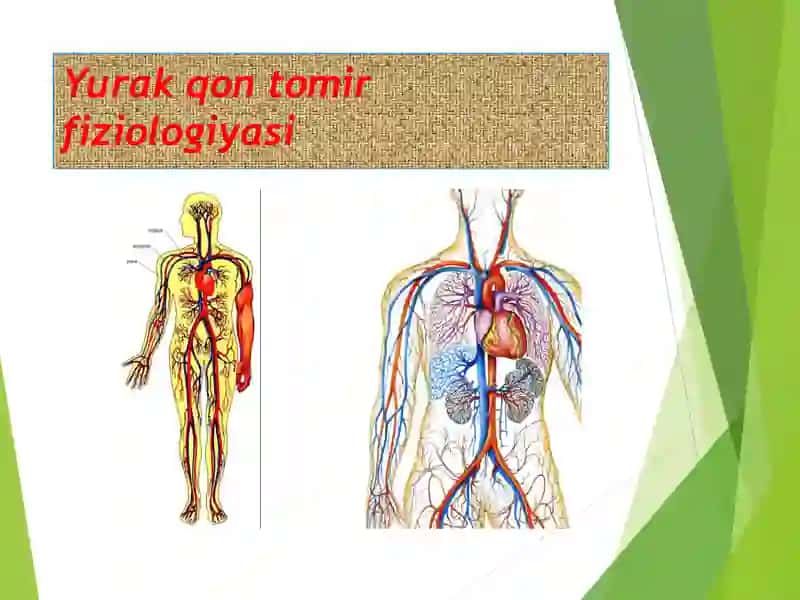 Yurak anatomyasi 2