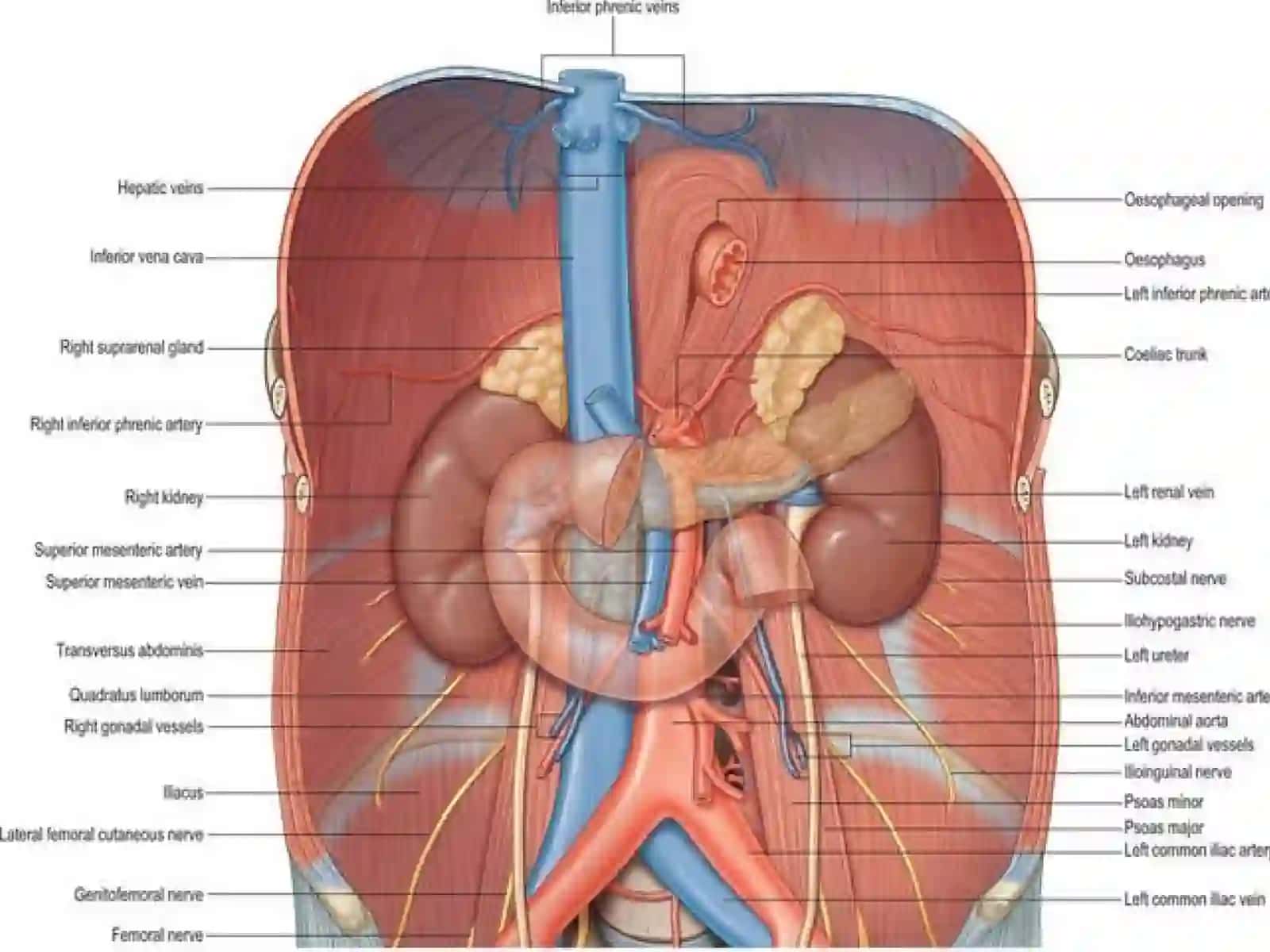 Ureter 2