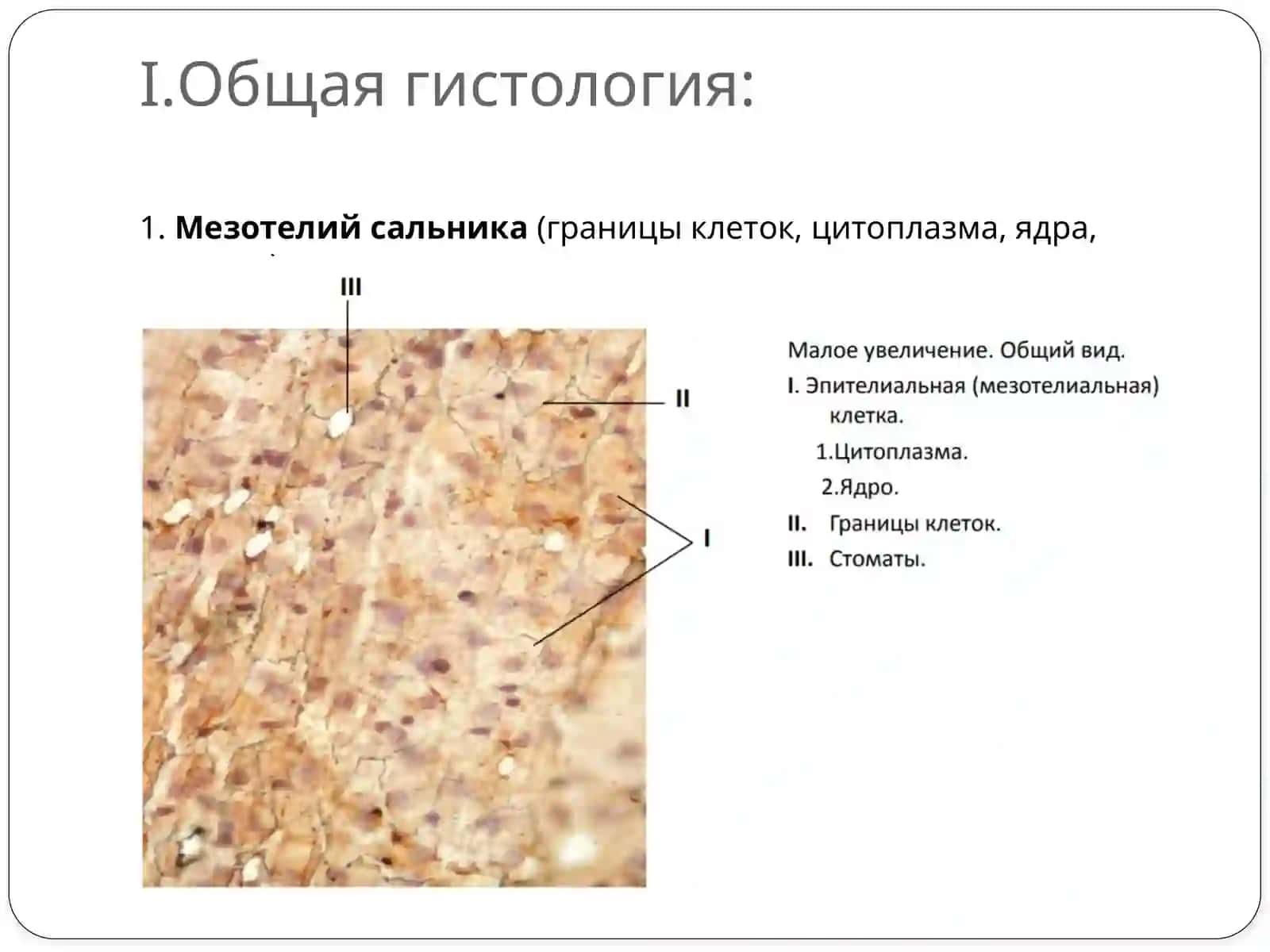 Препаратлар по гистология 2