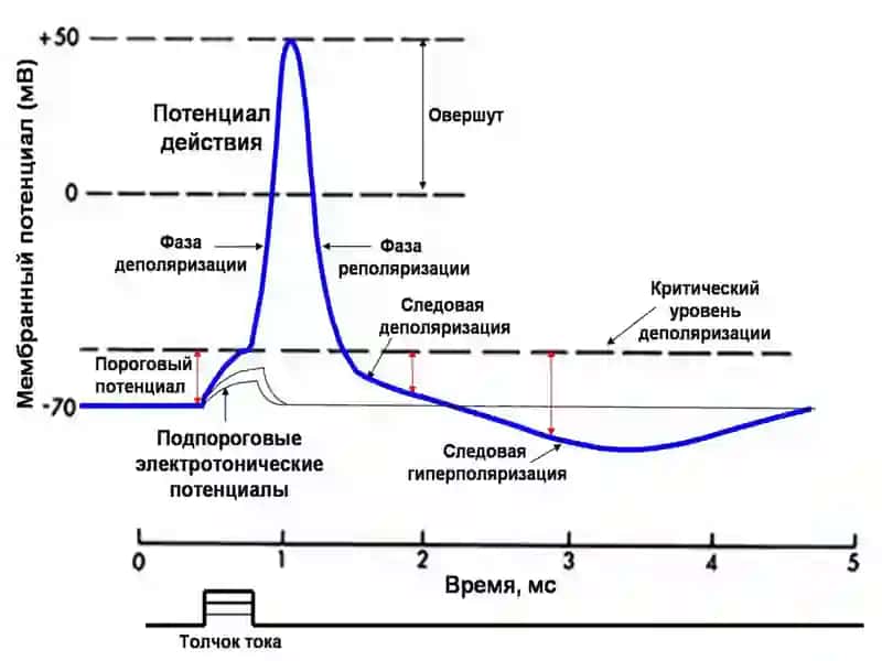 Таъсирлаш қонунлари 2