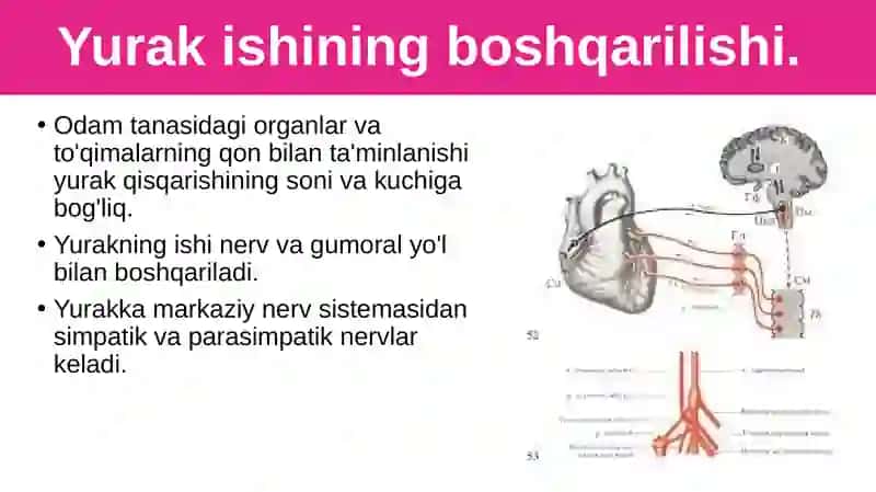 Qon aylanish organlari ishining boshqarilishi 2