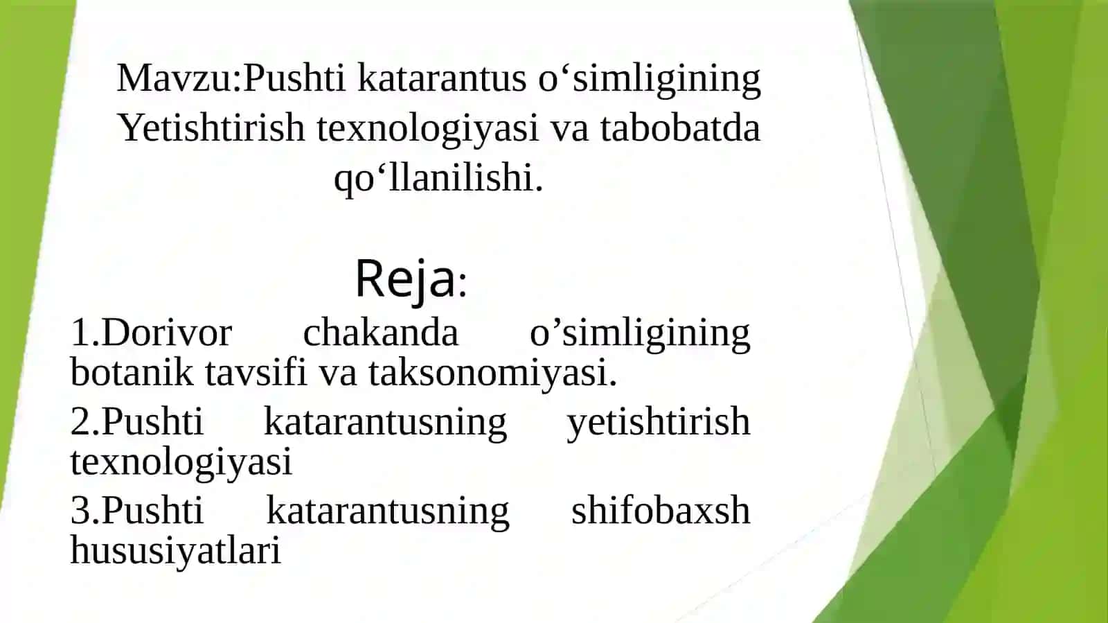Pushti katarantus (Catharanthus) Yetishtirish Agrotexnologiyasi 2